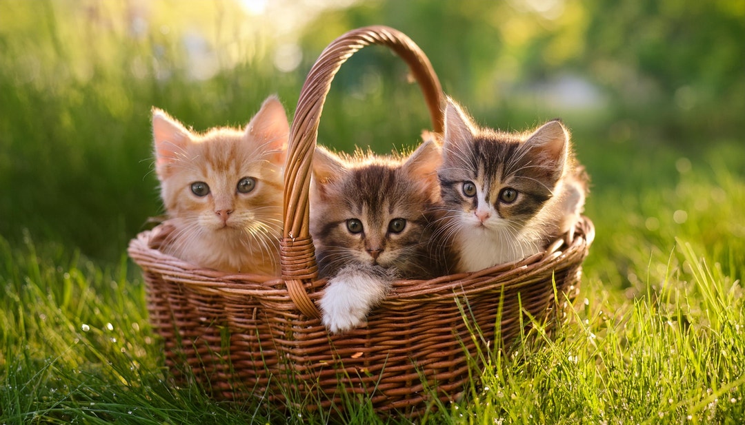 Tres gatitos en una cesta al aire libre