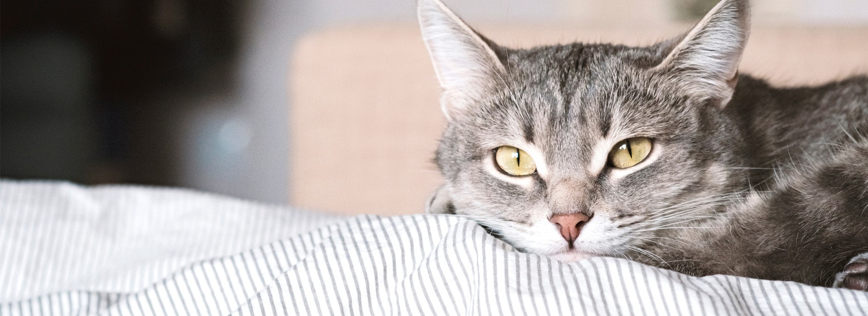 cambio de dieta en gatos