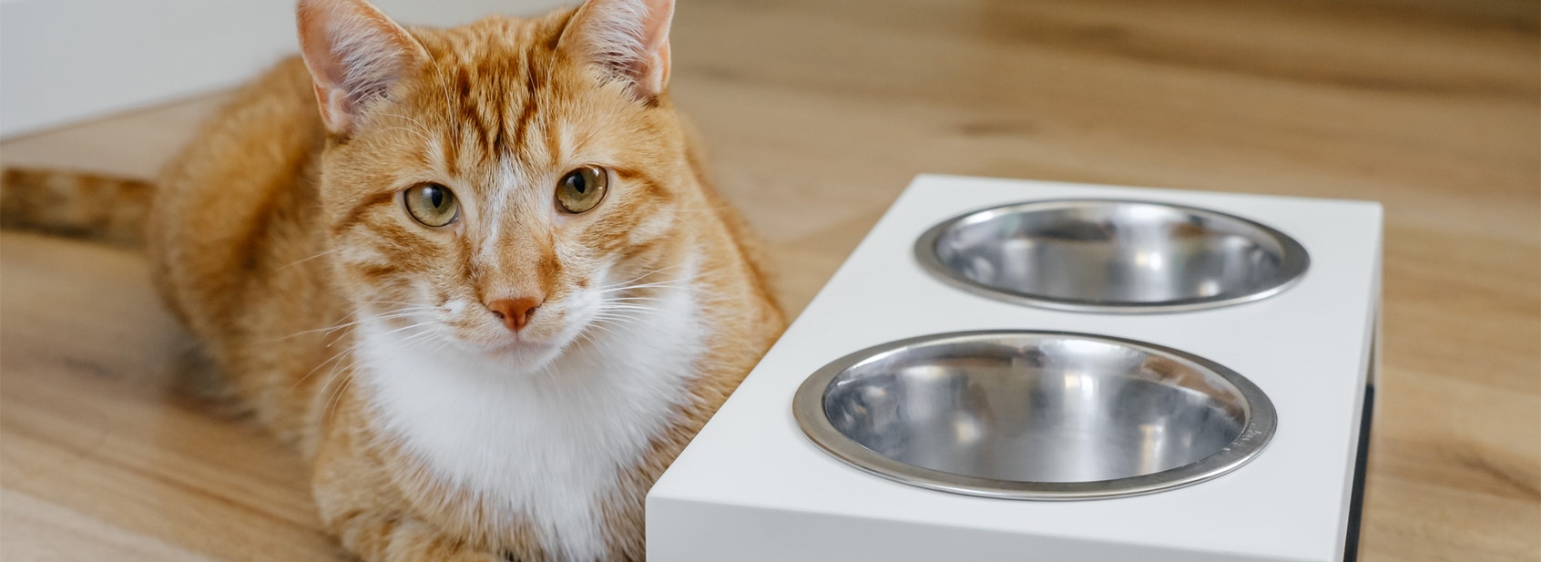 gato senior frente a su comedera