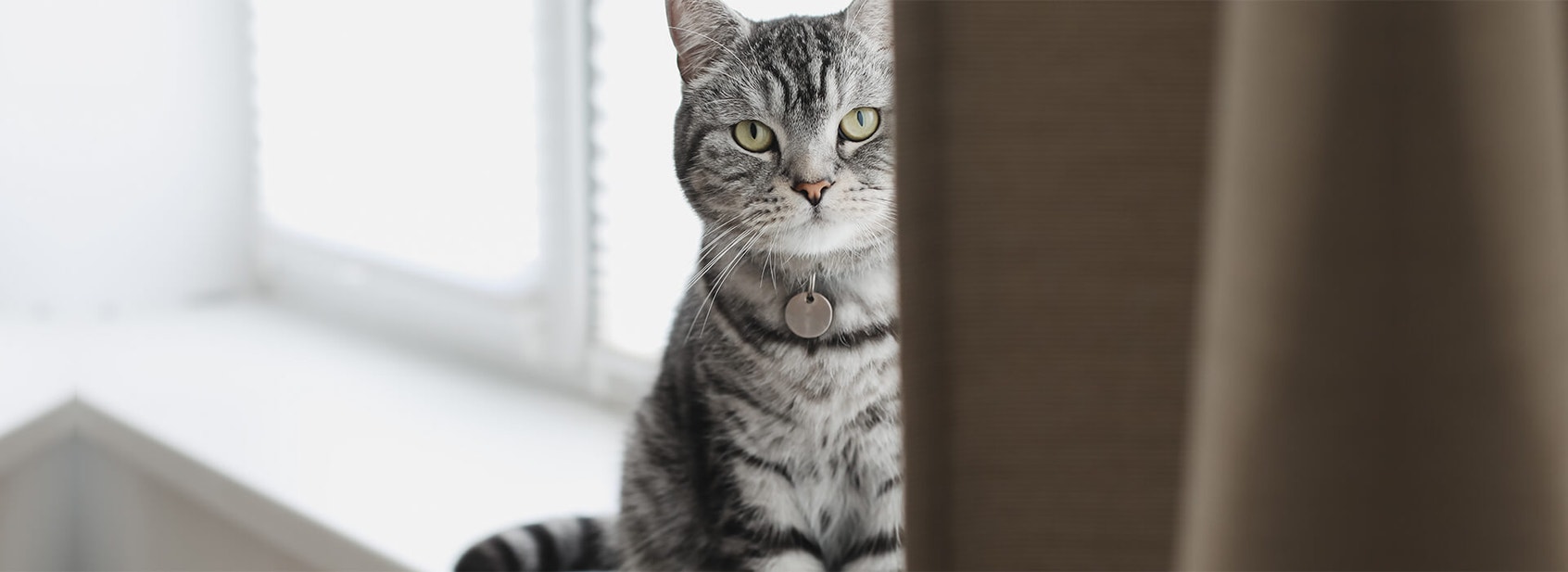 cat hiding behind the curtain