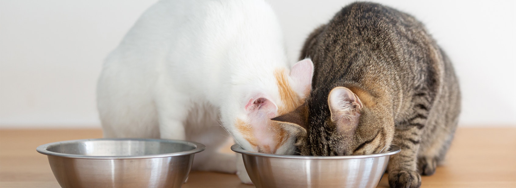 two cats eating from the same bowl