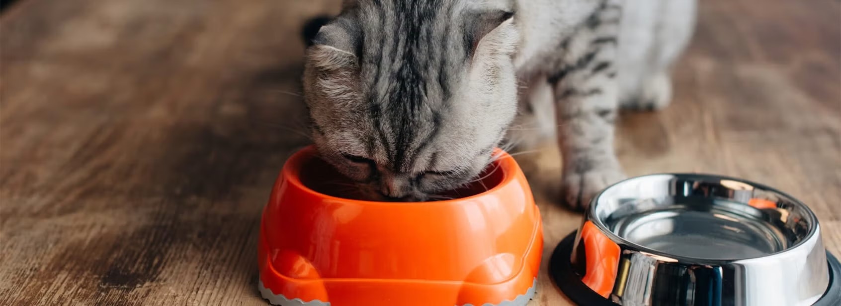 cat eating from an orange bowl