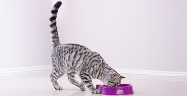 feeding1 jpg