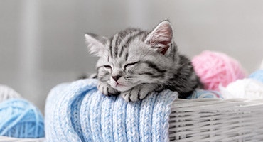 sleeping jpg