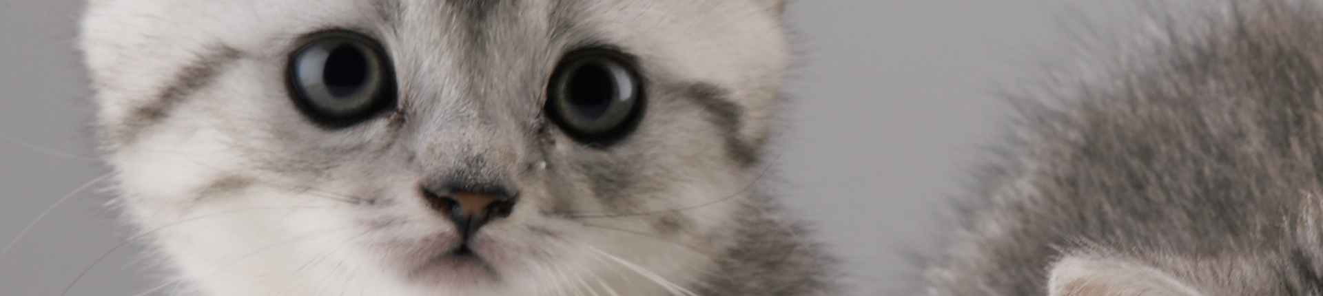 Gatitos