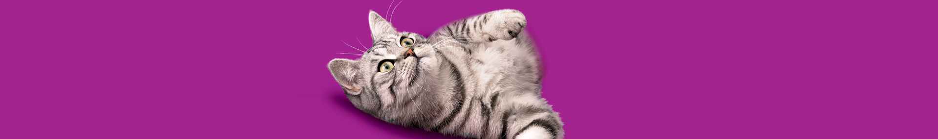 Ponerse en forma de manera amena