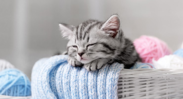 sleeping jpg