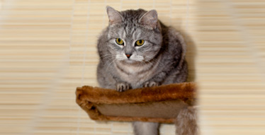 Solución para el estante