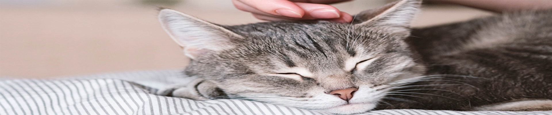 ¿Jugará a traer objetos?